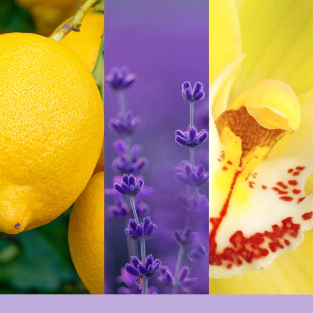 YANKEE CANDLE | Collezione Signature - LEMON LAVANDER