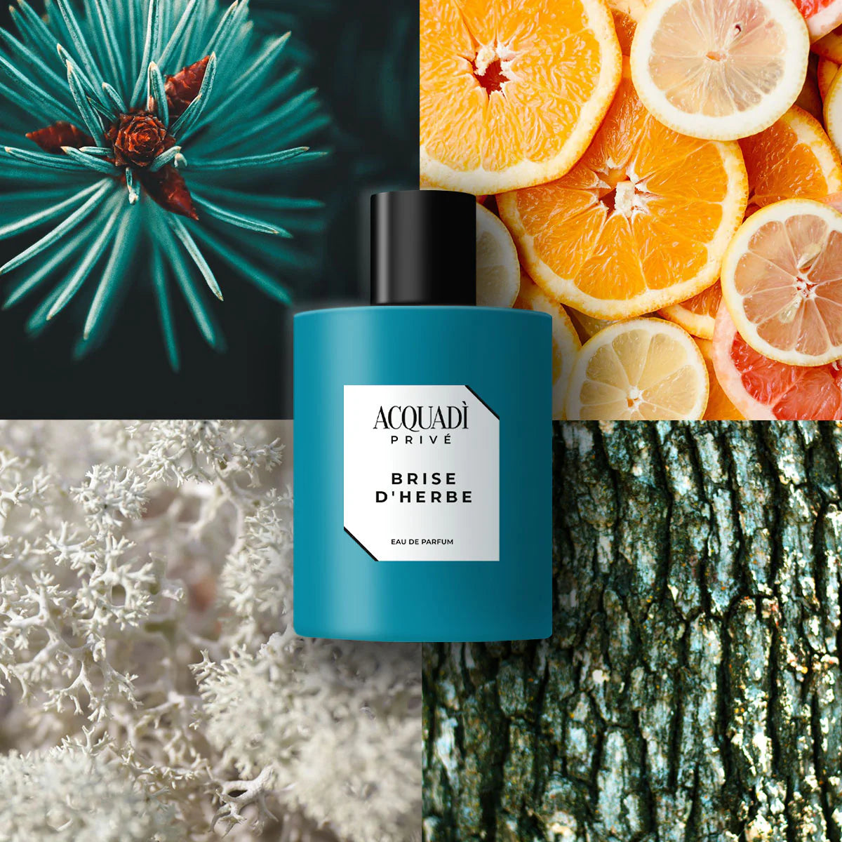 ACQUA DI PRIVÉ | BRISE D’HERBE (Erba Pura Xerjoff) – Eau de Parfum 100ml